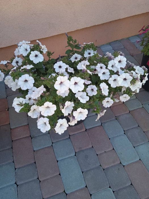 Сурфінія Тайдали