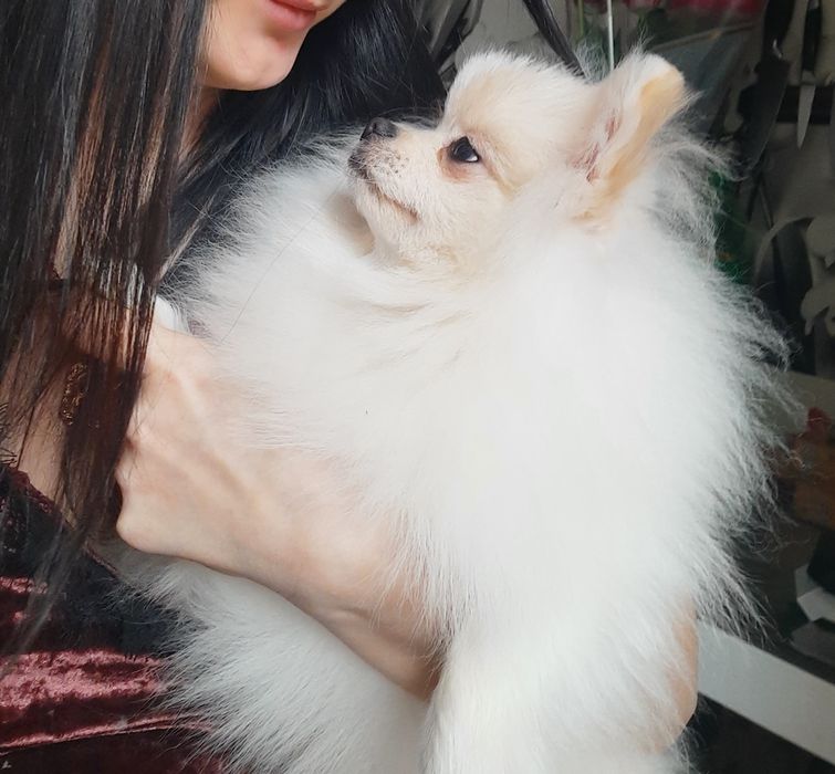 Шпиц мальчик ищет невесту