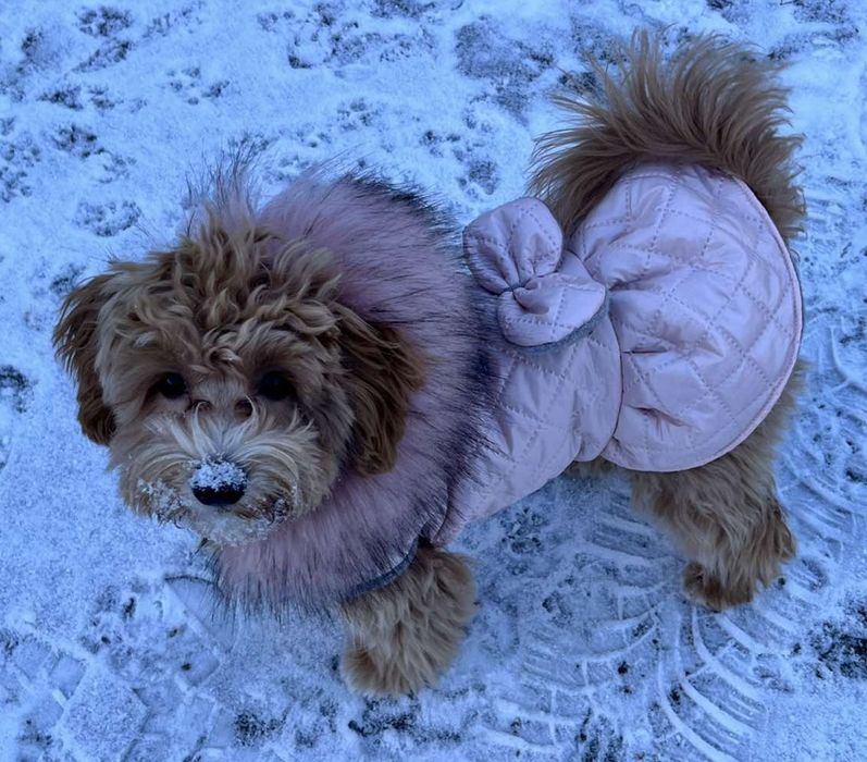 kurtka ubranko ocieplane zimowe dla psa,grzywacz ,york mops ,na miare