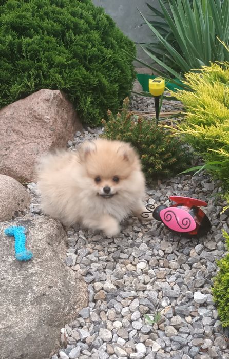 Szpic Pomeranian