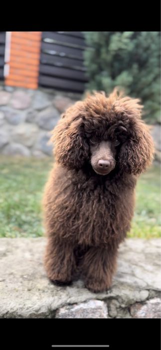 Той пудель шоколад.