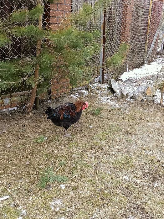 Sprzedam młode koguty z września oraz koguty ayan cemoni