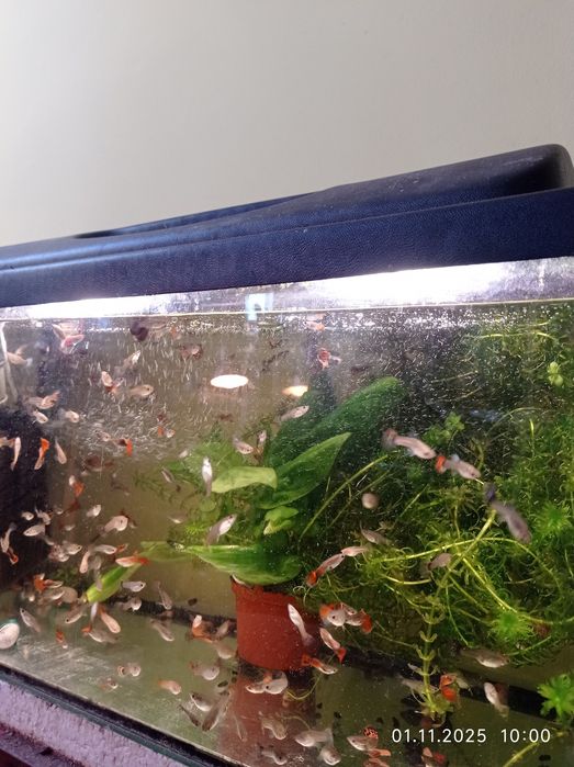 Продам рыбок гуппи