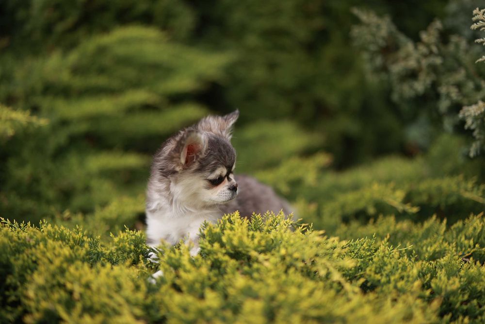 Chihuahua huski samiec