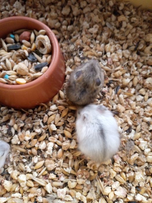 Хомячки Кременчуг