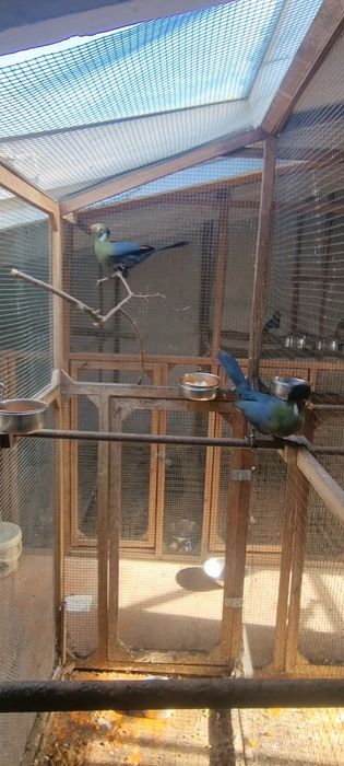 Turacos Leucotis