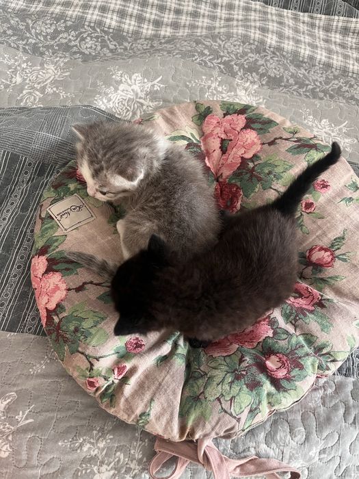Віддам кошенят БЕЗКОШТОВНО