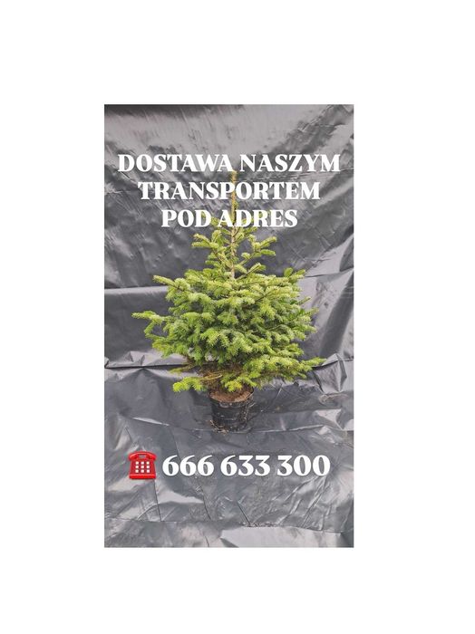 Jodła Kaukaska 140cm-200cm Donica Dąbrowa Górnicza NASZ TRANS ONLINE