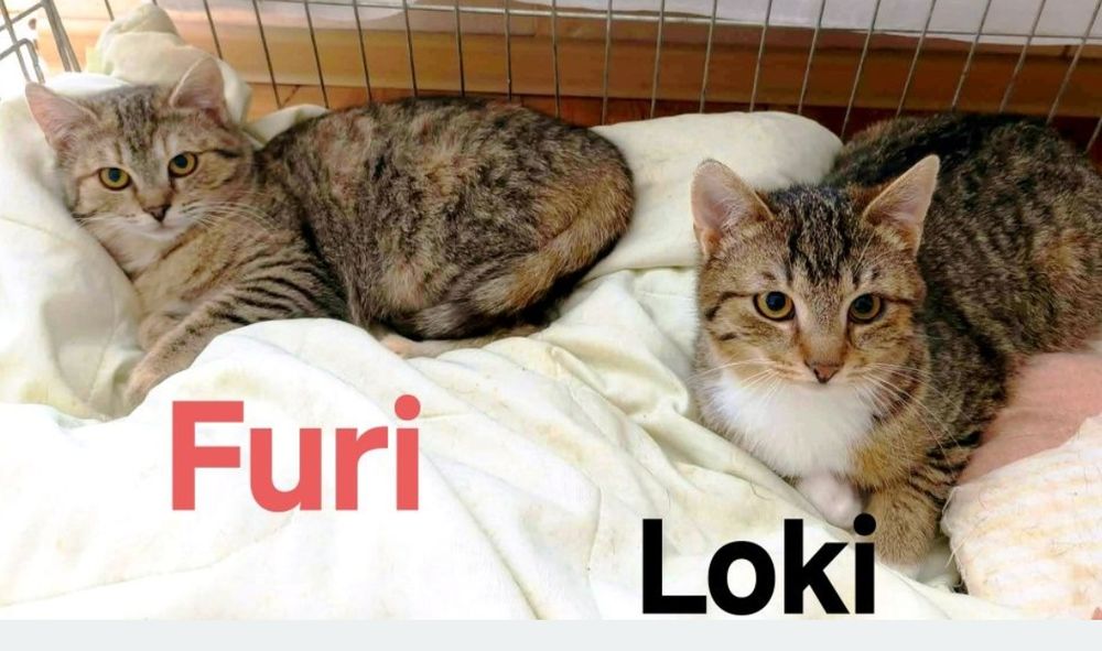 Cudowne Loki i Furi ..czy maja szansę na dom..?