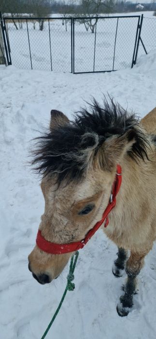 Kucyk ogier 8 miesięcy