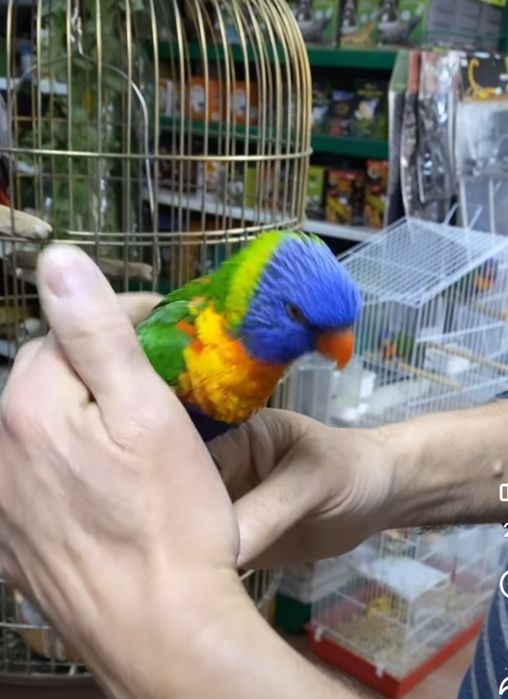 Papagaio lory demosticados