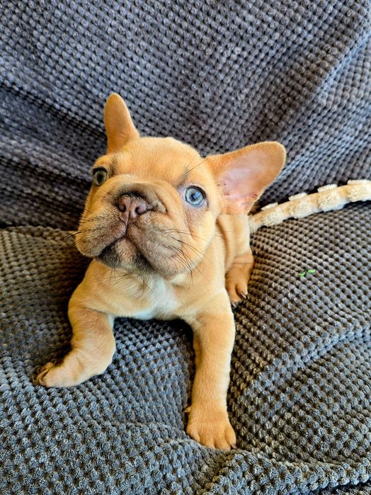 Bulldog francês Macho , olhos Brilhantes