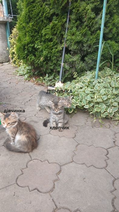 Гарненькі котятка