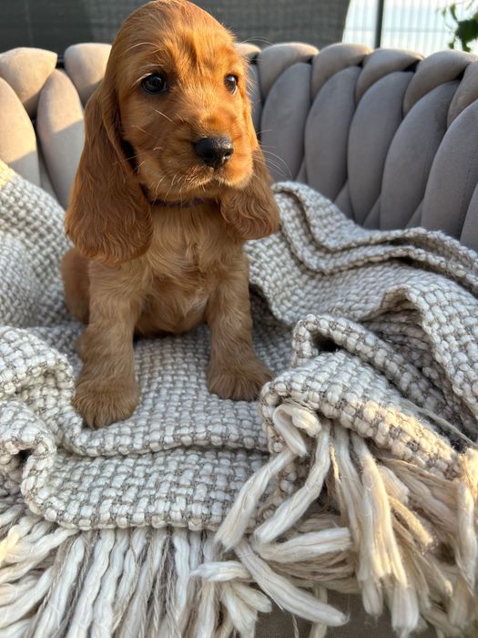 Szczeniaczek Cocker Spaniel- piesek