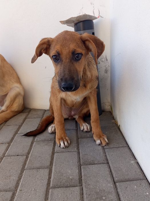 Cadelinhas bebes para adopção