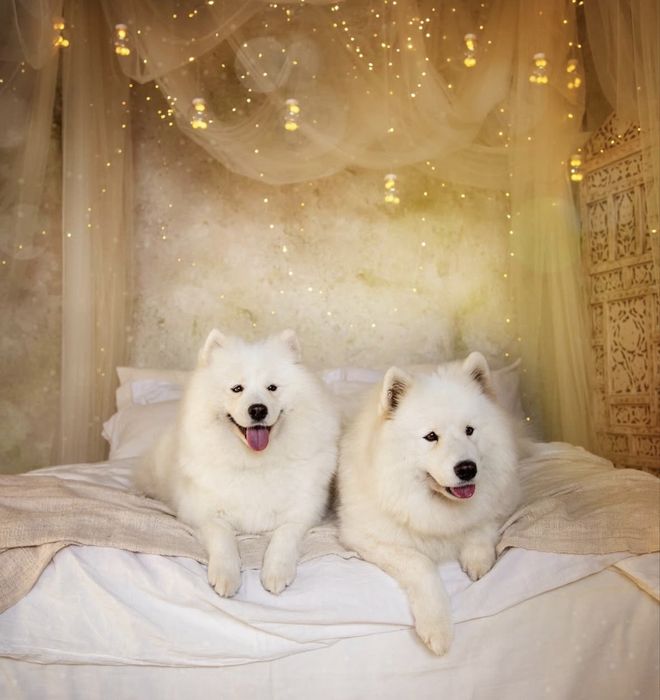 Самоіди для фотосесії. Київ