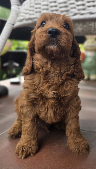 Piesek Cockapoo  Red Brown/hybryda
