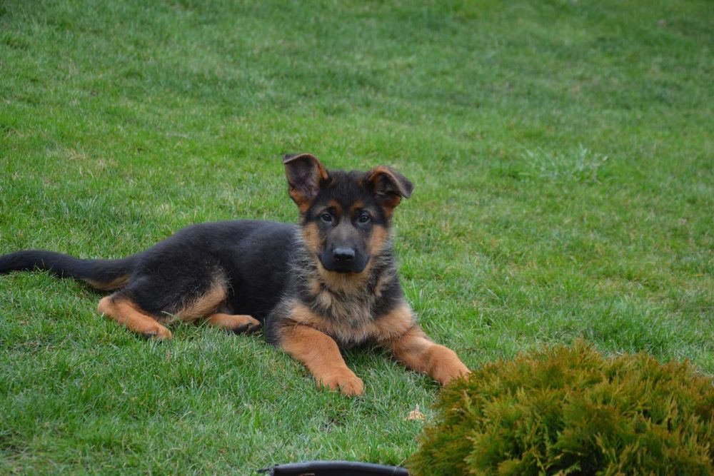 Цуценята німецької вівчарки