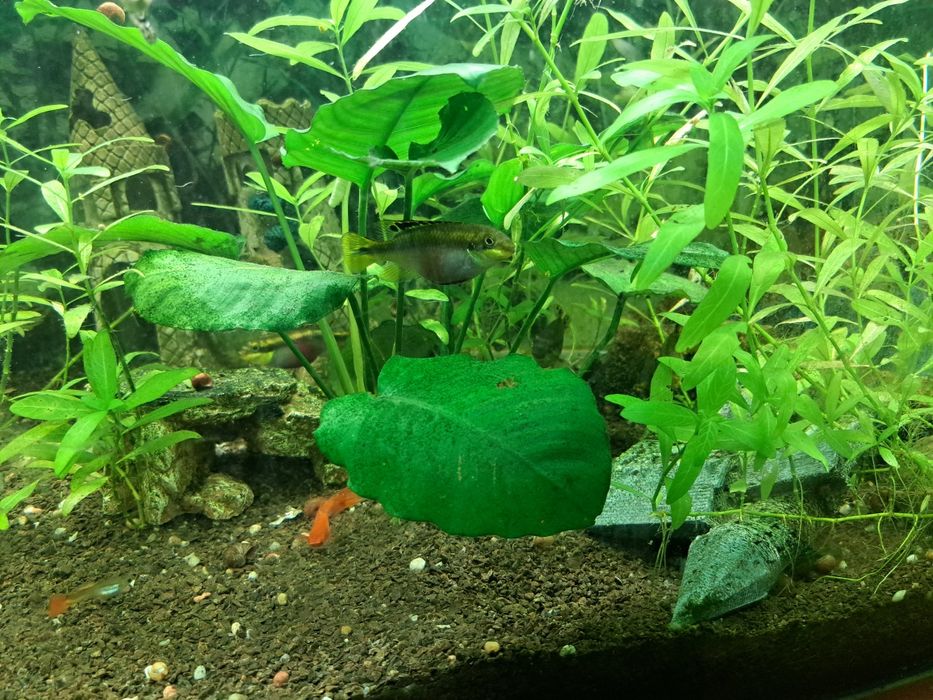 Sprzedam duży akwarium