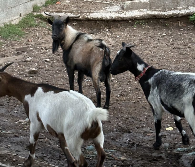 2 cabras da raça ana prenhas 1 chivo anão