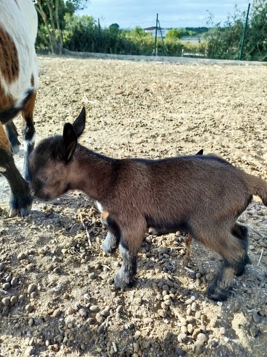 Adoráveis cabras anãs