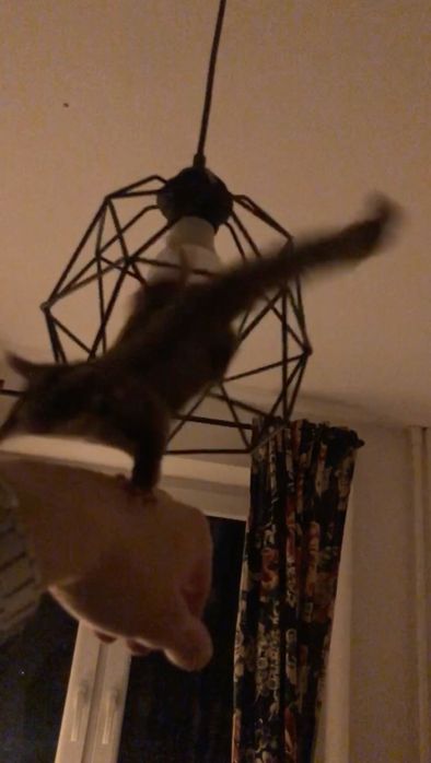 Młode Lotopałanki | Sugar Gliders