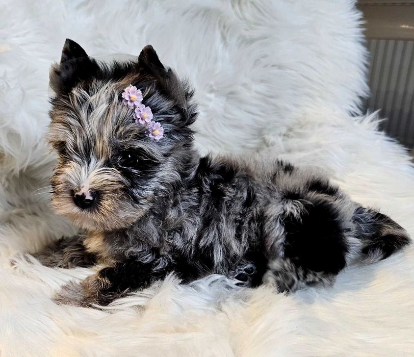 Yorkshire Terrier  Silver Merle-piesek z rodowodem