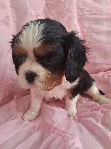 Cavalier King Charles Spaniel