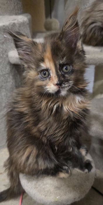 Kolorowa koteczka mainecoon ZAREZERWOWANA