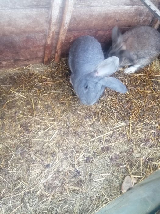 Króliki mieszane 6-7kg samce i samice