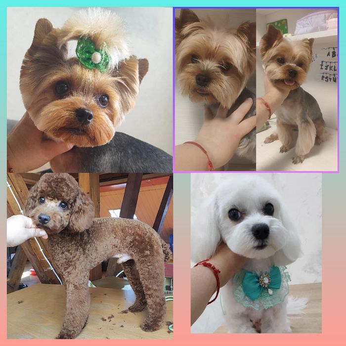 Груминг стрижка йоркширских терьеров 650грн