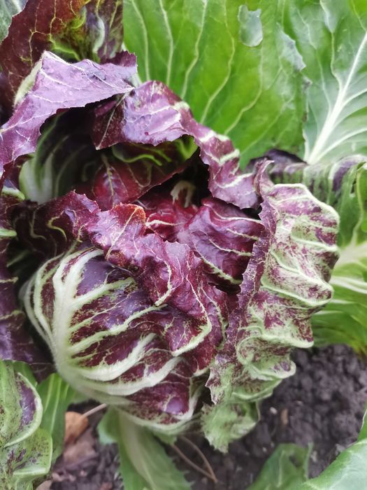 Nasiona warzyw, kwiatów i ziół. Kolekcjonerskie.