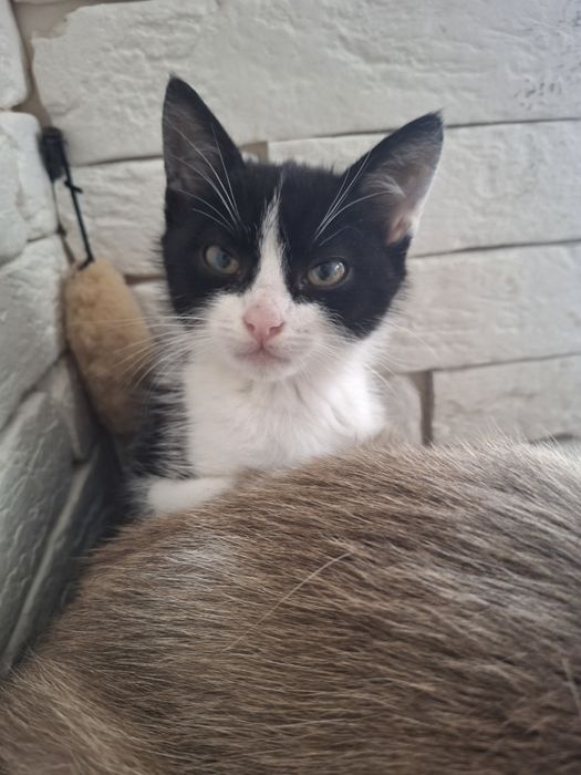 Котик Лео 2 міс.