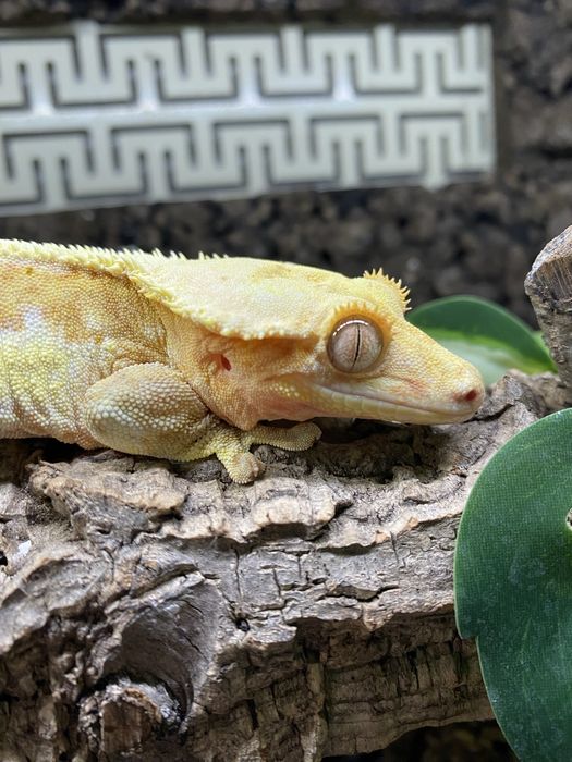 Gekon orzęsiony Lilly White Pinstripe - samiec