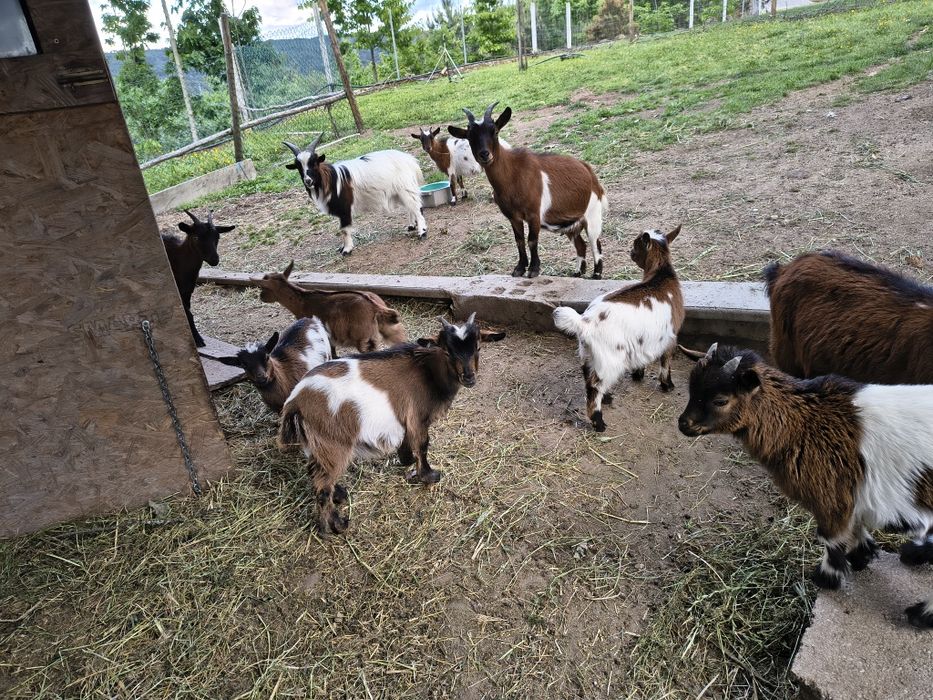 Cabras anãs 50 €