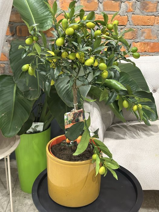 Цитрусові дерева Кумкват, Лимонне дерево, лаймкват, каламондин