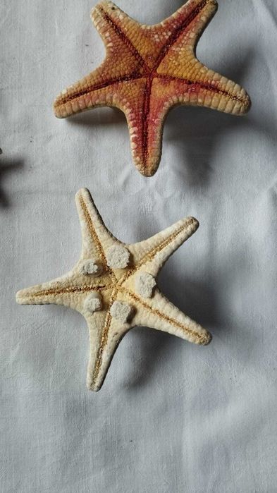 Zestaw rozgwiazd rozgwiazda suche + gratis