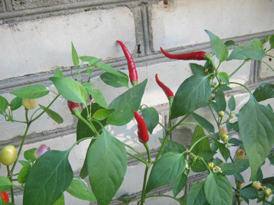 перец горький, острый, комнатный