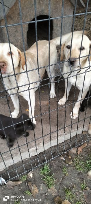 Pieski i suczki matka labrador