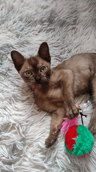 Бурма Європейська,соболина дівчинка