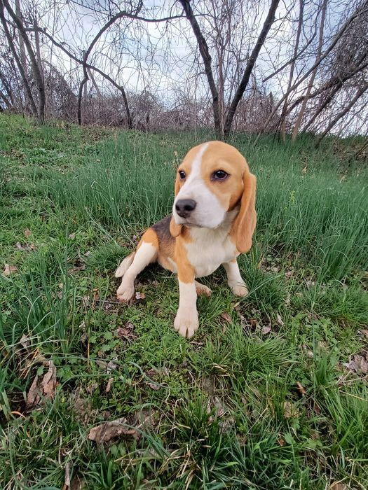 Біглята з документами кку