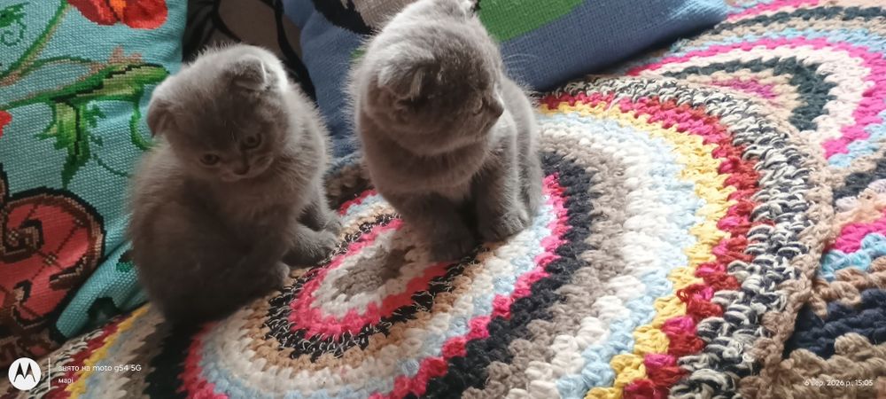 шотландські котики висловухі