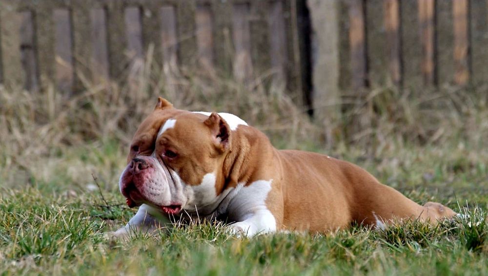 American Bully szczeniak