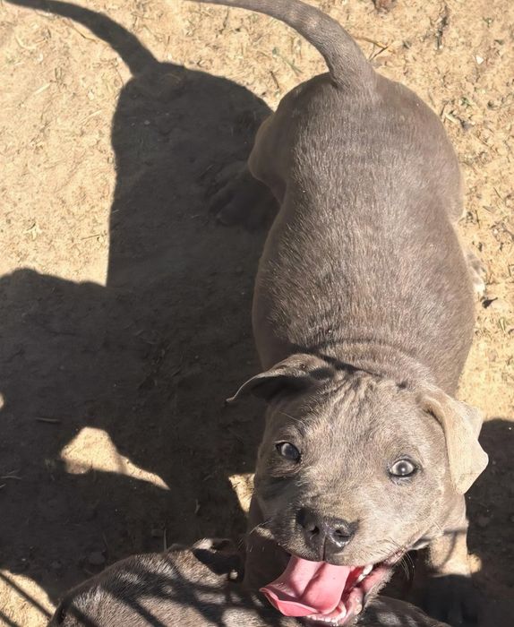 Staffik.  Staffordshire bull terrier SUNIA  staffik