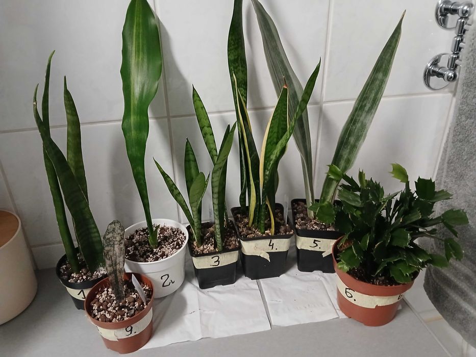 Sansevieria Silver Princess + inne. Razem - 5 odmian