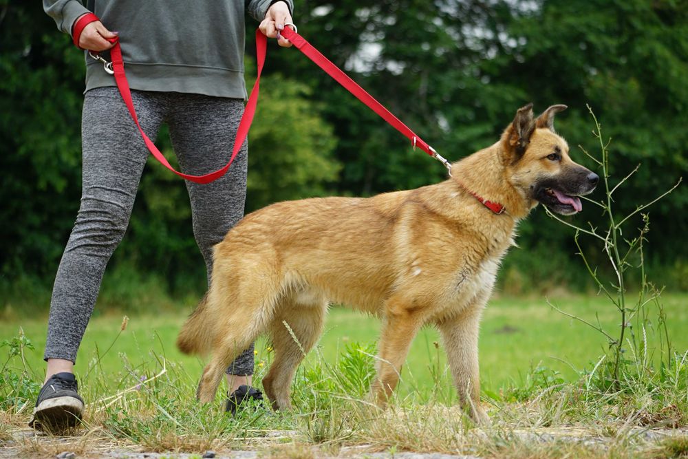 Trycek - pies w typie owczarek niemiecki