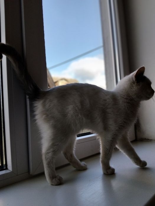 котик шукає дім(зефір)