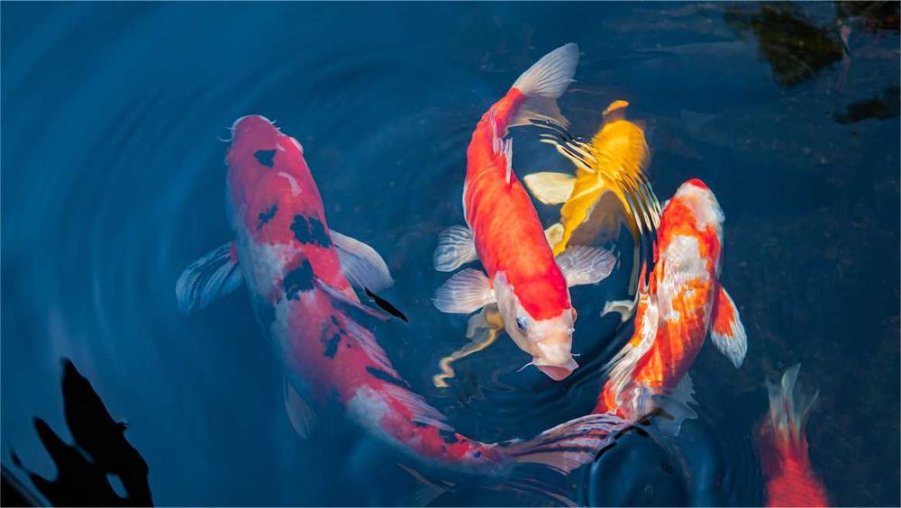 Sprzedam karpia koi 40-50 cm