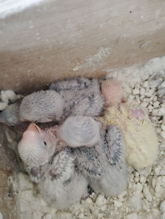 Agapórnis Roseicollis