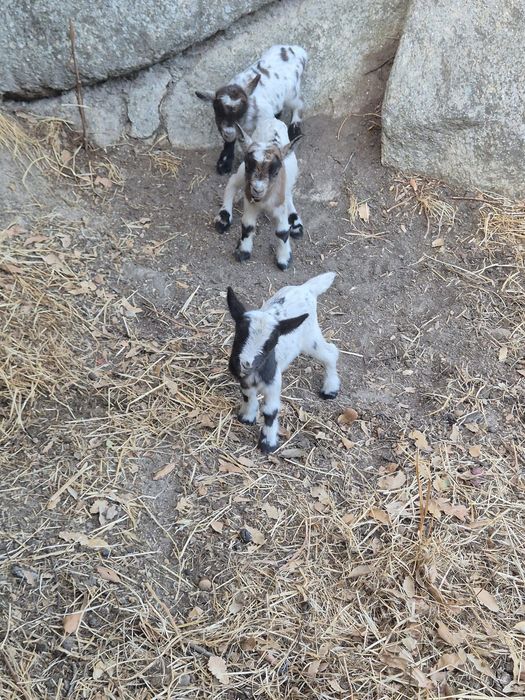 Cabras anãs boa qualidade